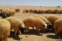 الحكومة الليبية تهنئ فريق السويحلي لكرة الطائرة بفوزه بكأس العرب