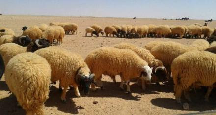 التحذير من انتشار مرض الحمى القلاعية والمطالبة بإغلاق جميع المداخل وتوفير اللقاح بشكل عاجل
