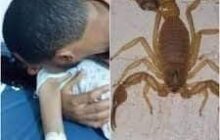 وفاة طفلة في الجنوب الليبي بعد لدغة عقرب سامة