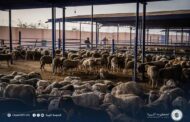 الحكومة الليبية تباشر توزيع لحوم الأغنام والأبقار المدعومة على المواطنين