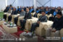كلية التربية بجامعة بنغازي تبدأ بحملة تشجير في مدينة المرج