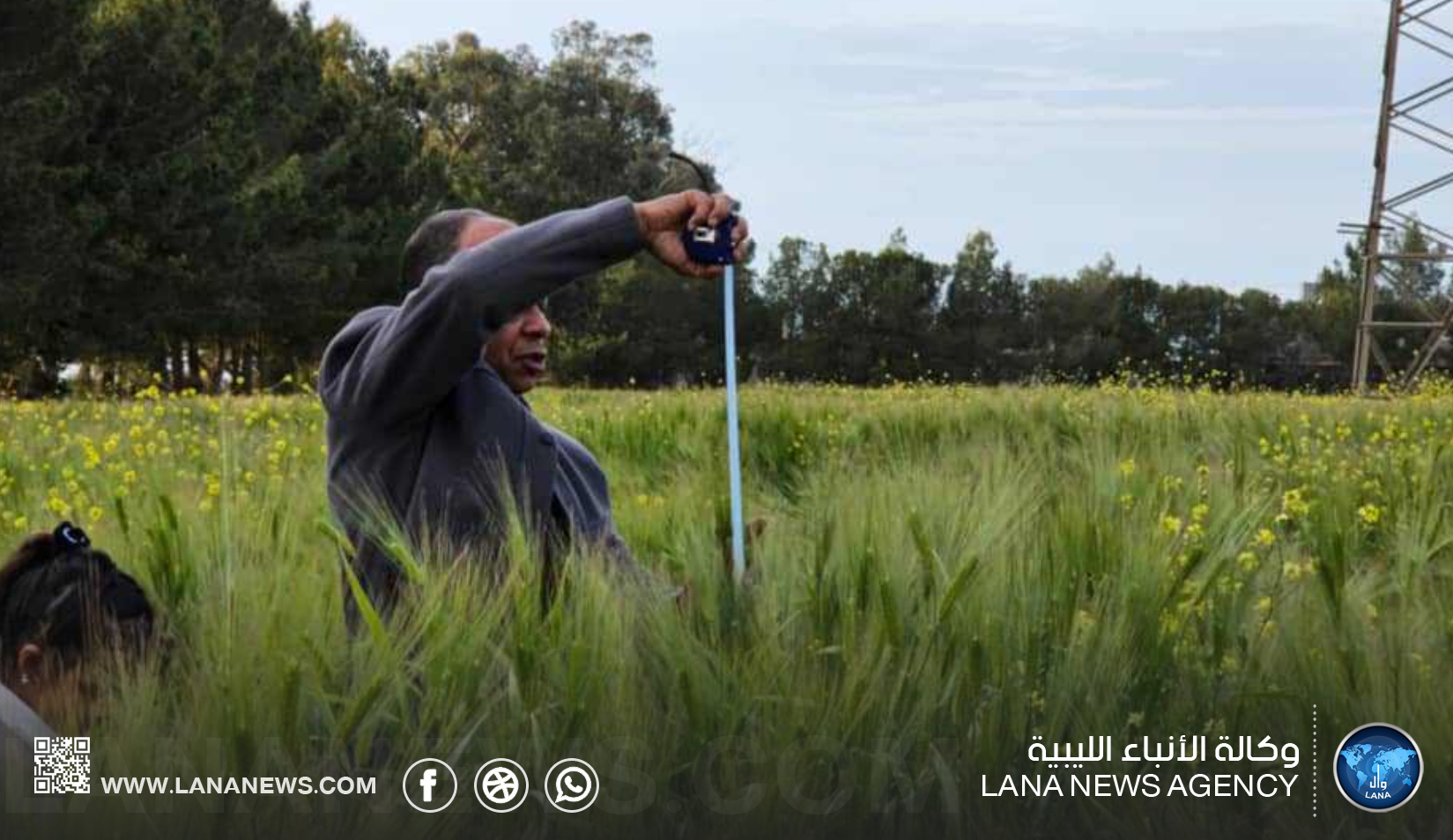 مركز البحوث الزراعية يرصد أداء أصناف محسنة من القمح والشعير بالجبل الأخضر