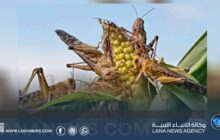 غزو الجراد الصحراوي يهدد المحاصيل الزراعية في جنوب البلاد