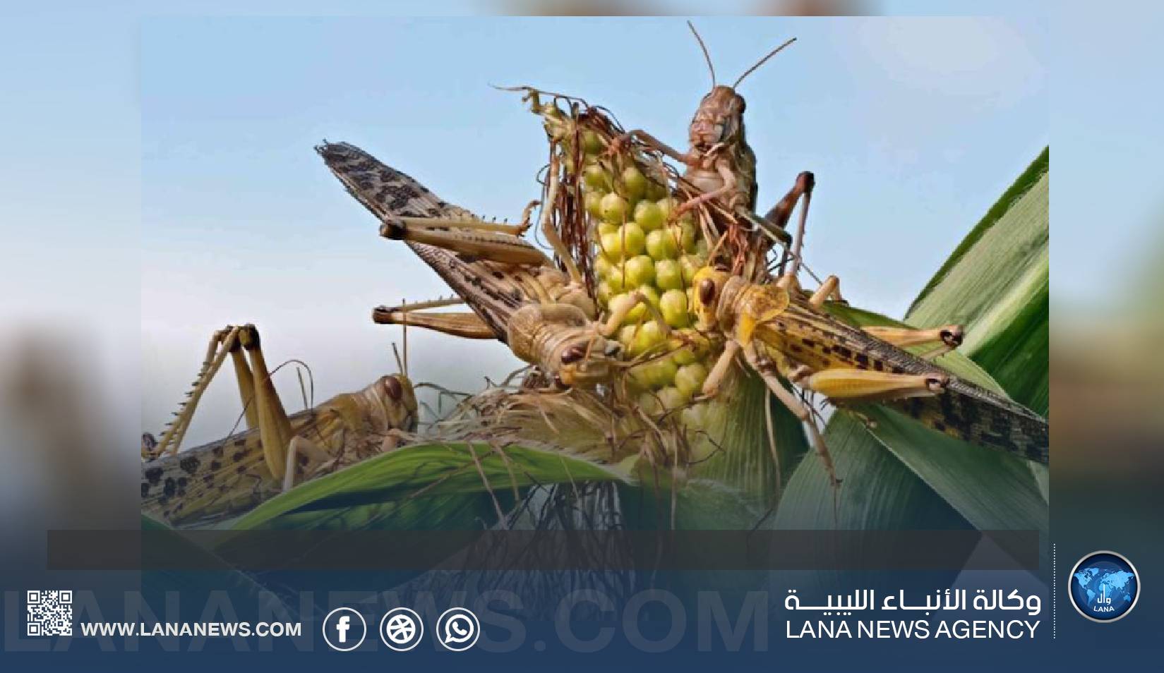 غزو الجراد الصحراوي يهدد المحاصيل الزراعية في جنوب البلاد