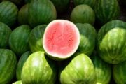 الطرح المبكر لفاكهة الدلاع والشمام يثير قلق مختصون في علوم الأغذية