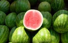 الطرح المبكر لفاكهة الدلاع والشمام يثير قلق مختصون في علوم الأغذية