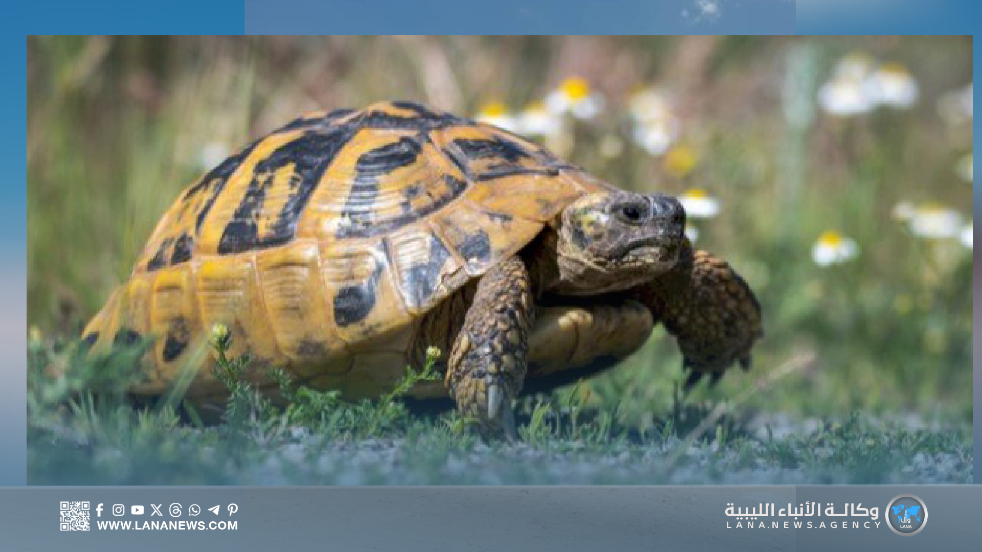 الهيئة الليبية للصيد تصدر قرارا بمنع صيد وتداول السلاحف البرية