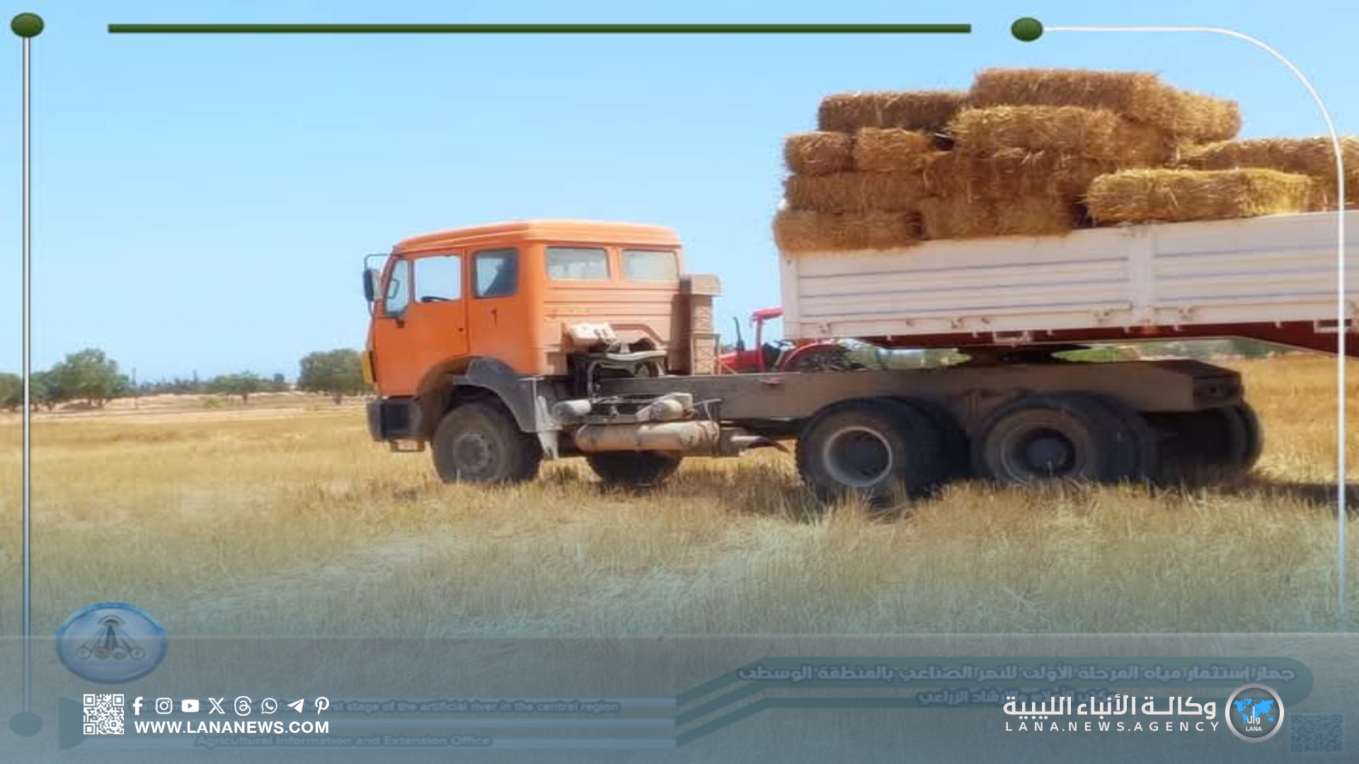 بدء حصاد القمح بمشروع المزارع الكبيرة في سرت