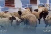 الحكومة الليبية تعلن وصول شحنات من الأغنام المستوردة والسلع التموينية الأساسية