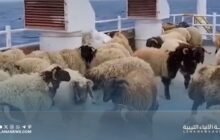 الحكومة الليبية تعلن وصول شحنات من الأغنام المستوردة والسلع التموينية الأساسية