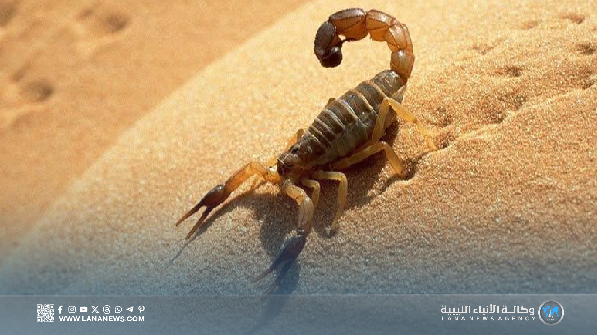 تحذيرات صحية من تزايد لدغات العقارب في الكفرة