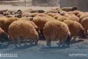 صندوق الزكاة بسرت يوزع منحا مالية وأضاحي لمستحقيها