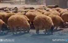 صندوق الزكاة بسرت يوزع منحا مالية وأضاحي لمستحقيها