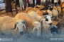 عيد الأضحى.. موسم المهن الموسمية بين الحاجة والمهارة