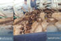 وصول دفعة جديدة من الأغنام  إلى ميناء جليانة بنغازي