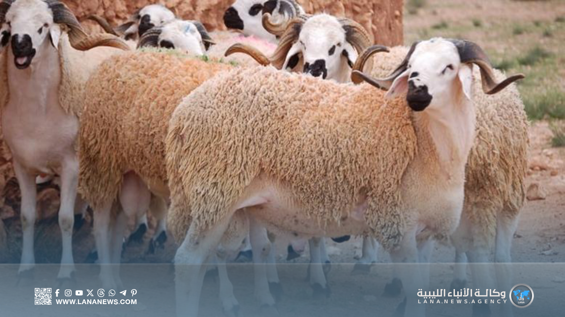 الشيخ الدلنسي: الأضحية سُنّة مُؤكدة والاعتداء على الغابات مفسدة وطنية ومحرم شرعًا