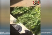 السجن المُؤبد وغرامة مالية على متهم بزراعة القنب الهندي في طرابلس