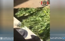 السجن المُؤبد وغرامة مالية على متهم بزراعة القنب الهندي في طرابلس