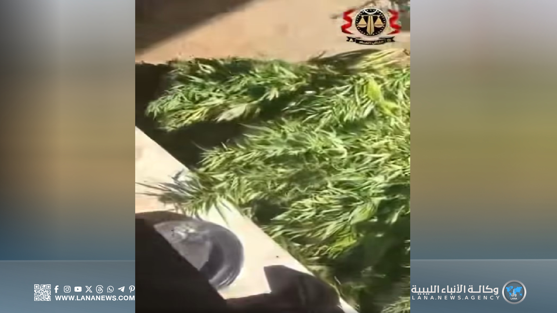 السجن المُؤبد وغرامة مالية على متهم بزراعة القنب الهندي في طرابلس