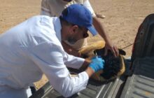 الصحة الحيوانية تتحرك لرصد اشتباه بإصابة طاعون المجترات في المقرون