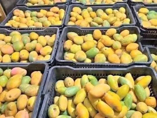 تغير المناخ يؤدي إلى انخفاض إنتاج المانجو في الكفرة بنسبة 70%