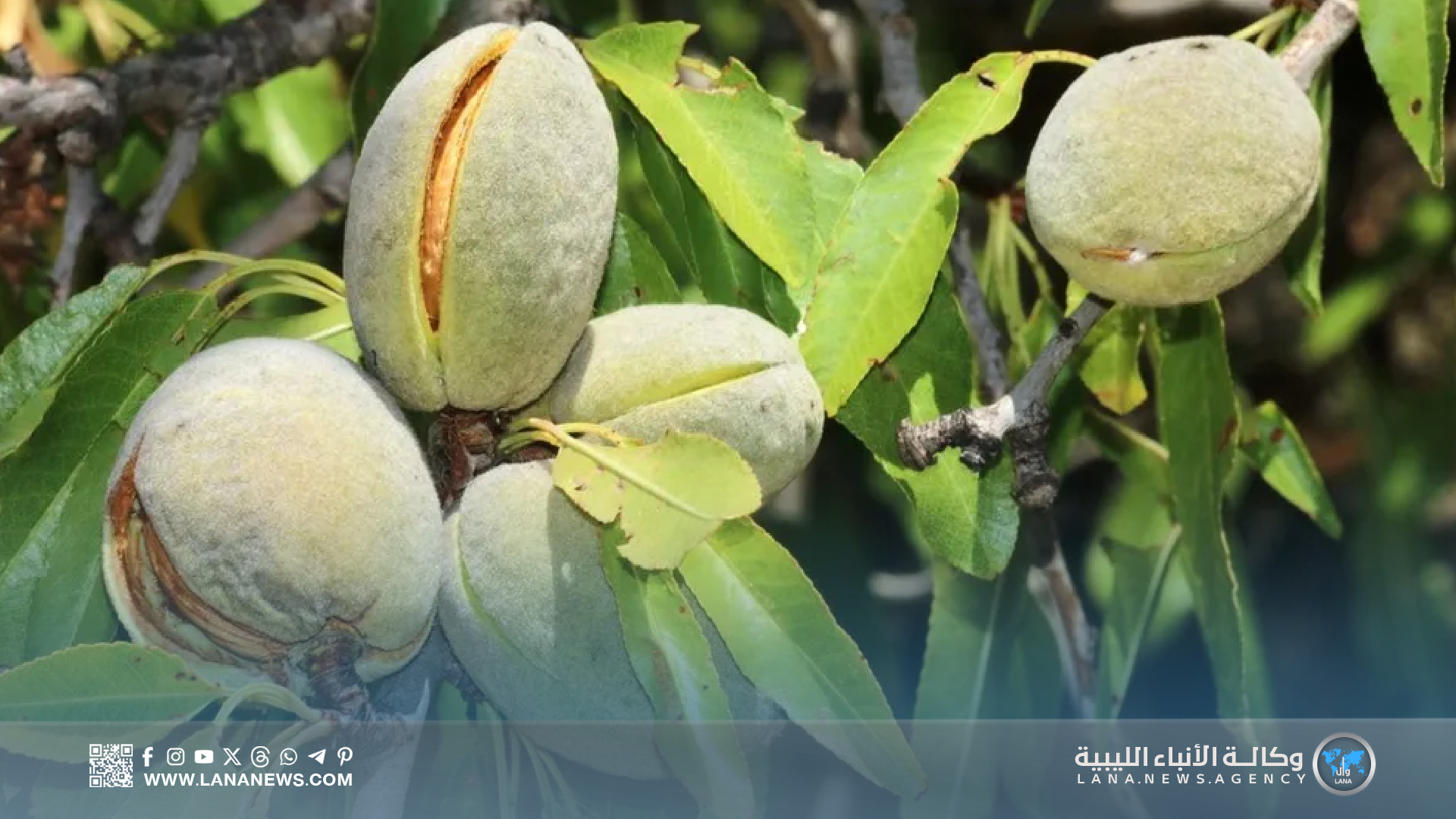  أشجار اللوز: أمراض وآفات وحلول زراعية للحفاظ على الإنتاج