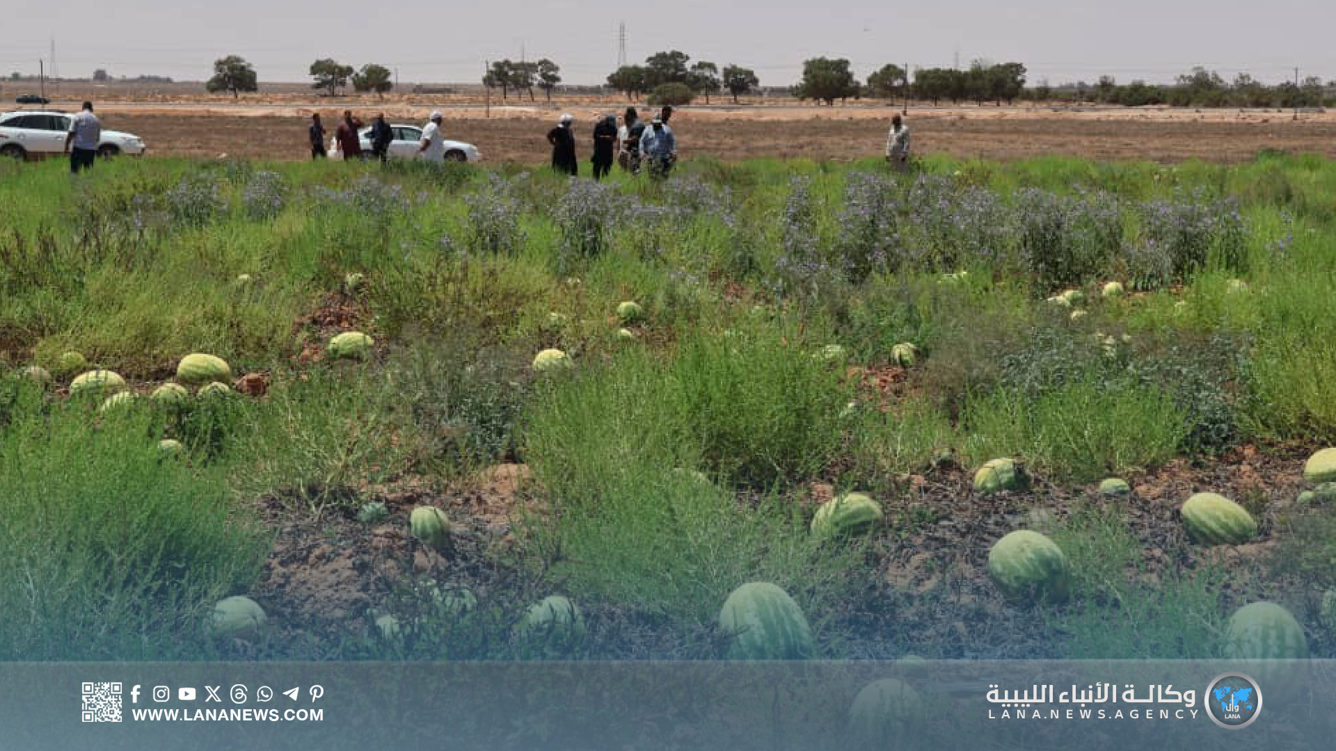 خسائر كبيرة في محاصيل الدلاع والشمام بمزارع ضواحي سرت