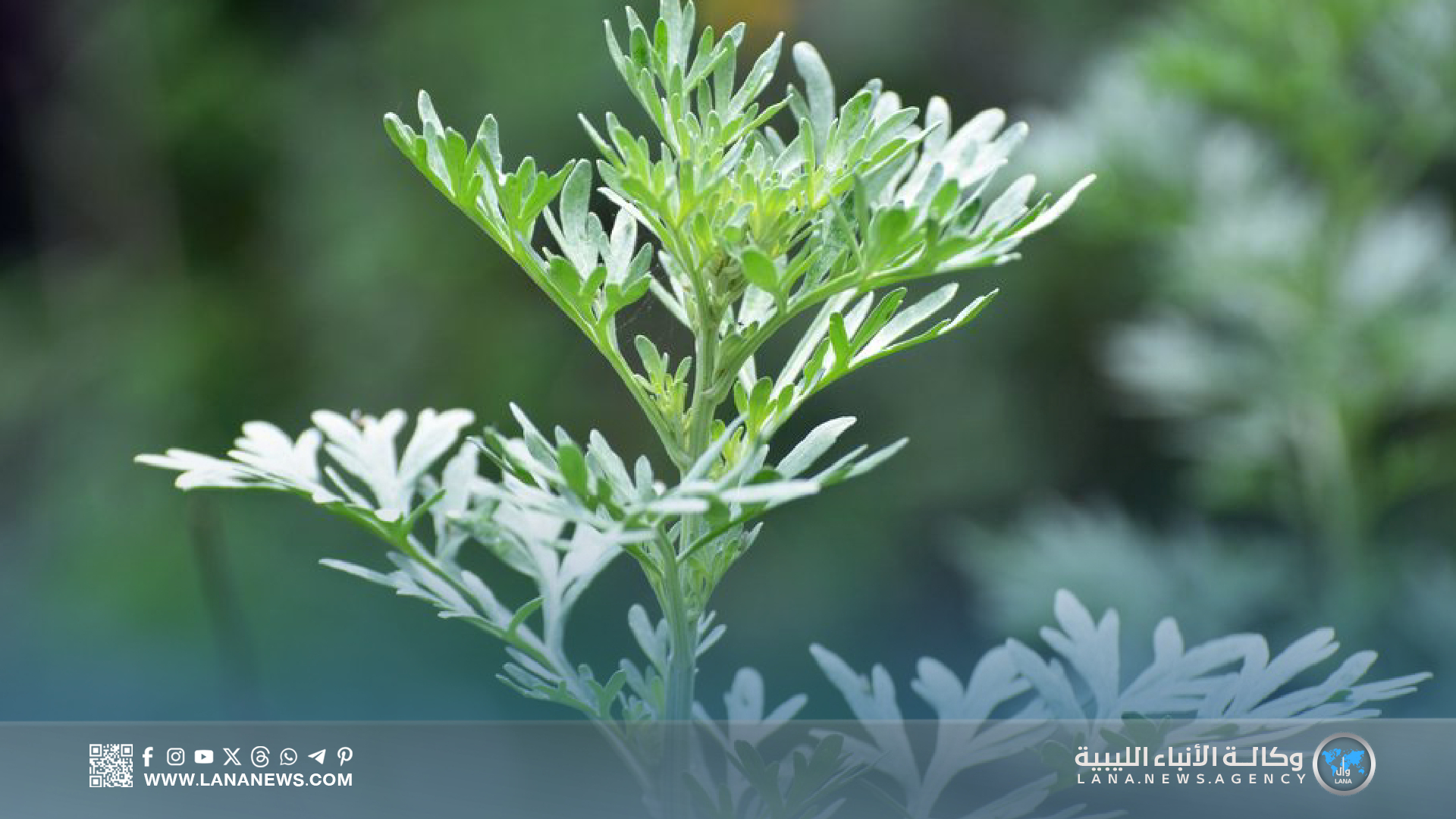 مرضى السرطان وتجاربهم مع وصفة الشيح والقهوة