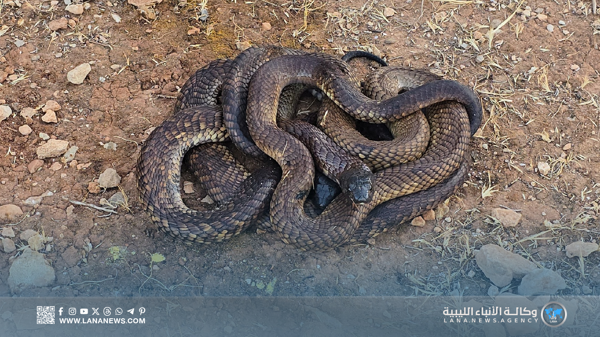 إطلاق أفاعي كوبرا في وادي الناقة لإعادة التوازن البيئي