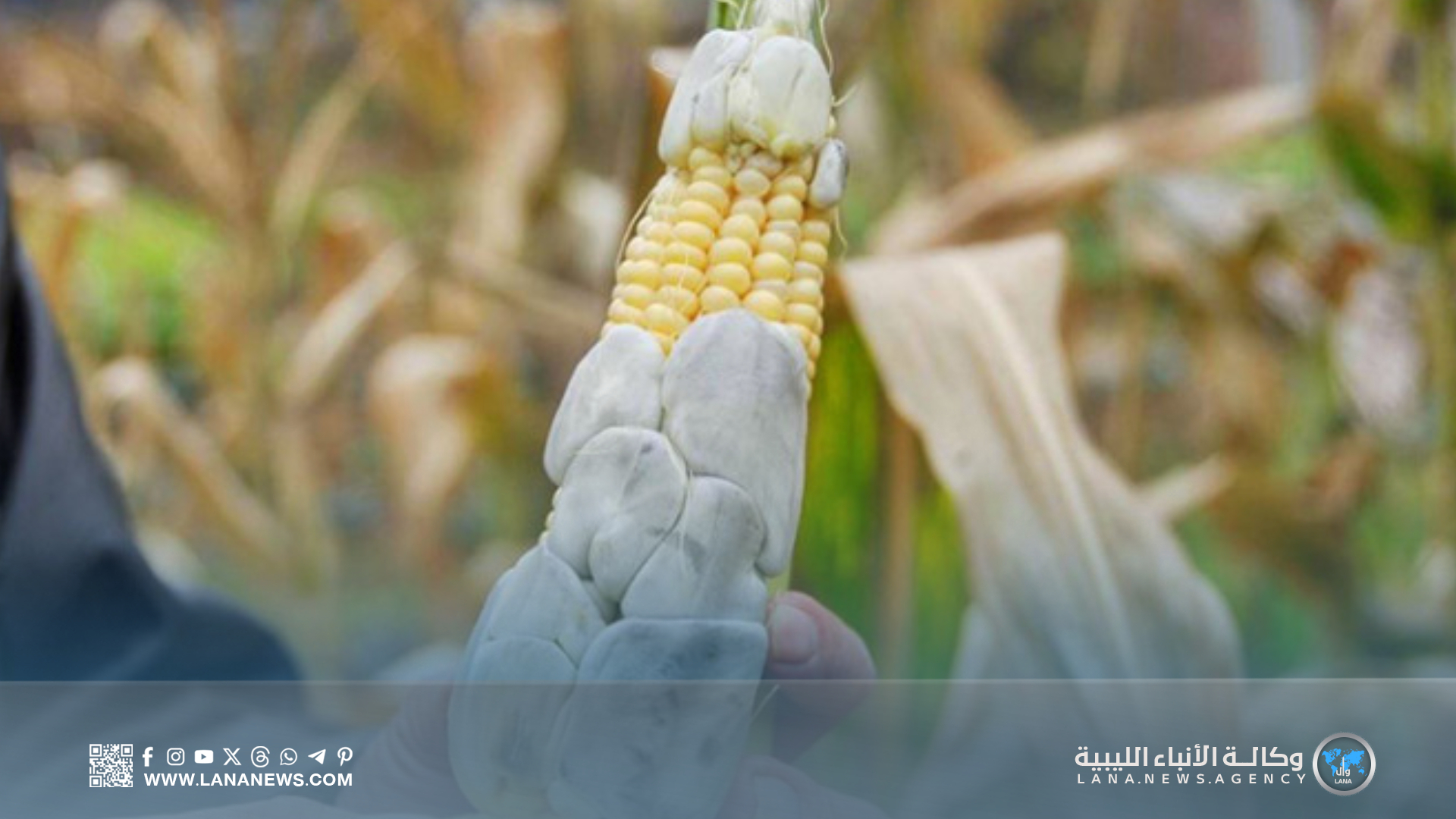 ظهور مرض تفحم الذرة في ليبيا يهدد الأمن الغذائي