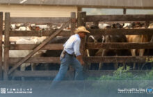 البيئة البرازيلية تحقق مع شركات لحوم بسبب انتهاكات في الأمازون