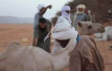 إشراف بيطري صارم يضمن نزاهة تصفيات سباق المهاري في أوباري
