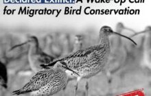 إعلان انقراض أول طائر مهاجر واسع الانتشار