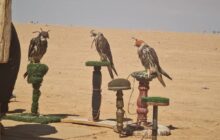 الفاخري: موسم الصيد انطلق في سبتمبر ويجسد موروثًا ثقافيًا أصيلًا