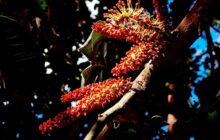 انتعاش ملحوظ في أزهار أشجار الخروب بغابات الجبل الأخضر