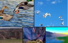 تواصل مبادرة إطلاق الطيور والغزلان والقنافذ في أودية سوكنة