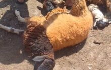 نبات سام يفتك بأغنام في منطقة الجبل الأخضر