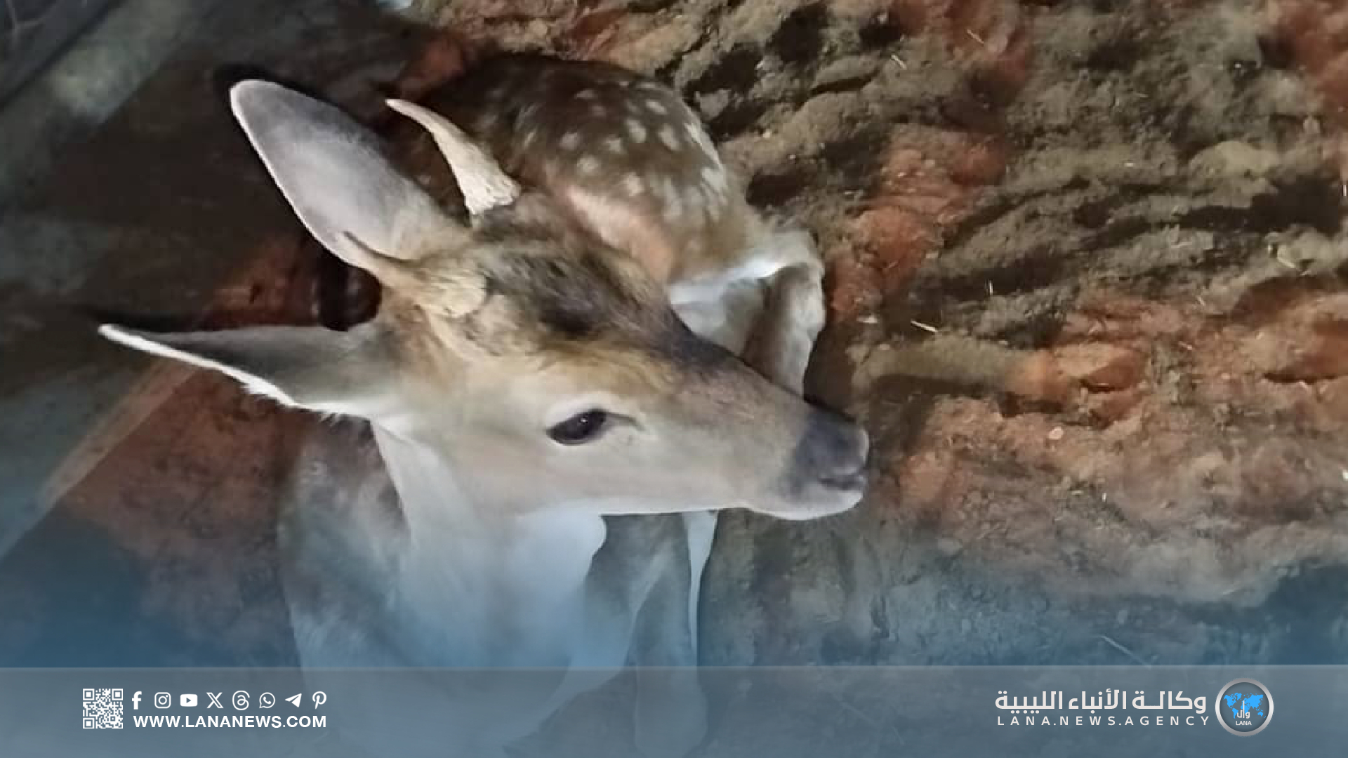 الصيد الجائر جريمة في حق الحياة البرية في كنف غياب القوانين الرادعة