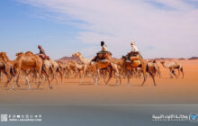قوافل الإبل القادمة من تشاد تنعش حركة التجارة الصحراوية في الكفرة