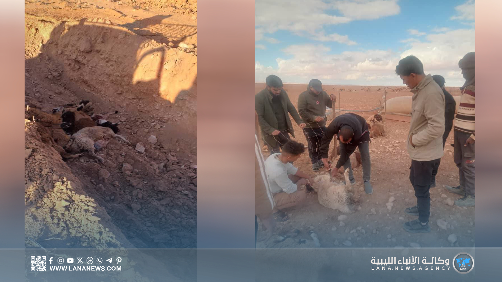 الشرطة الزراعية تحقق عاجلا في نفوق أغنام بالمرج