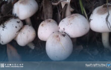 مركز البحوث الزراعية يحذر من فطر خطير بالجبل الأخضر