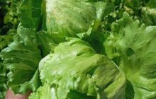 مشروع الكفرة الزراعي يبدأ جني أولى ثمار المزرعة النموذجية