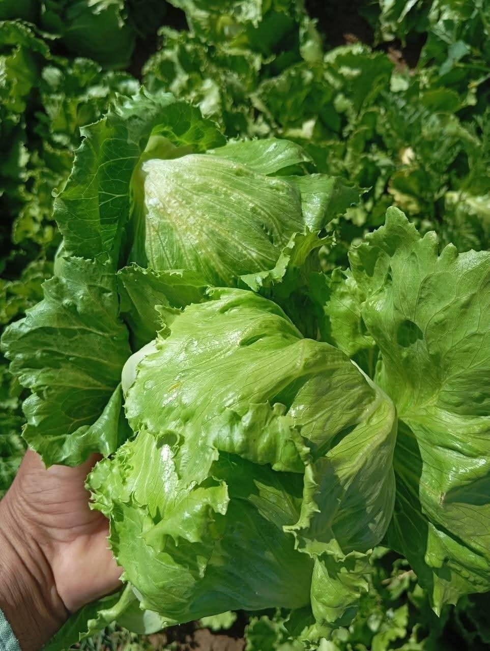 مشروع الكفرة الزراعي يبدأ جني أولى ثمار المزرعة النموذجية