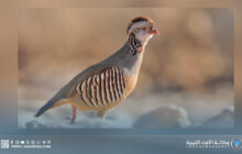 منظمة البراري تحذر: الحجل البري يواجه خطر الانقراض 