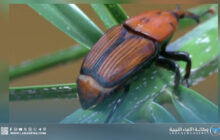 أوقاف الجفرة تحث على توعية المواطنين بسوسة النخيل