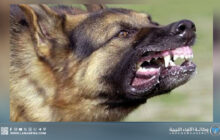 بلدي البيضاء يحذر من داء الكلب بعد تعرض أطفال لهجوم كلاب ضالة