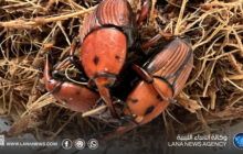 التحذير من خطر سوسة النخيل الحمراء بمزارع الكفرة