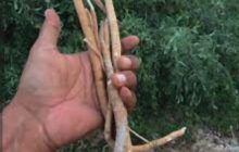 نجاح تجارب محلية في زراعة شجرة السواك بصحراء تازربو