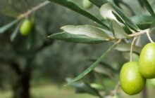 الحكومة الليبية تدعم مزارعي المنطقة الجنوبية بآلات جني الزيتون