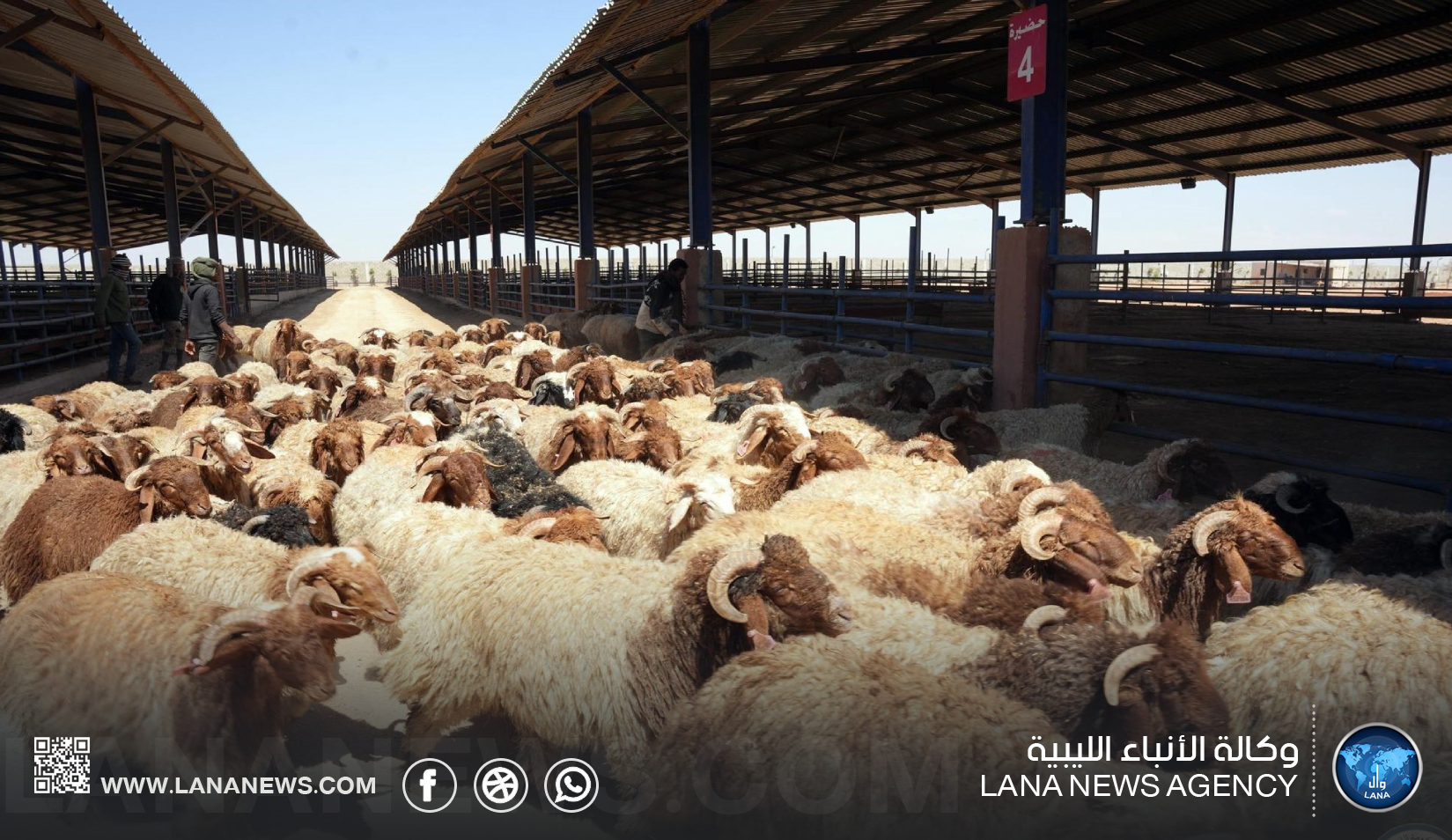 وصول شحنة مواشي مدعومة من القيادة العامة إلى سرت لدعم الأمن الغذائي